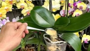 1 kašičica direktno u saksiju i 0RHIDEJA cvjeta gotovo BEZ PRESTANAKA: Nema plijesni, nema b0lesti i imam 5 puta više cvjetova! - content image