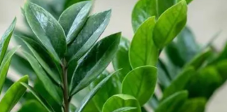 Jednom mesečno počastite zamiju ovim narodnim trikom: Nećete moći da prebrojite nove listove i novac u novčaniku