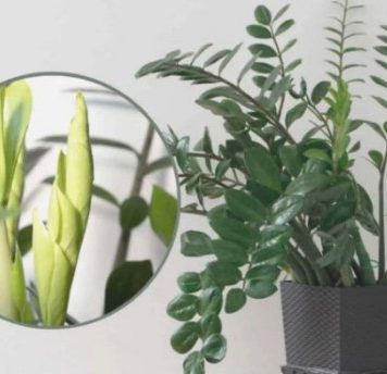 Samo 3 supene kašike i zamiokulkas ćedati PUNO novih listova! Samo 3 supene kašike i zamiokulkas ćedati PUNO novih listova! - featured image