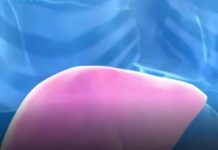 Hepatolog tvrdi da jedno voće obnavlja jetru za 7 dana, a sve zbog ovog enzima Hepatolog tvrdi da jedno voće obnavlja jetru za 7 dana, a sve zbog ovog enzima - featured image