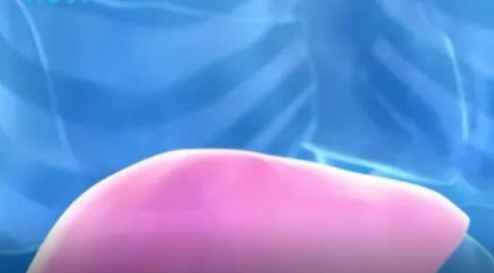 Hepatolog tvrdi da jedno voće obnavlja jetru za 7 dana, a sve zbog ovog enzima Hepatolog tvrdi da jedno voće obnavlja jetru za 7 dana, a sve zbog ovog enzima - featured image