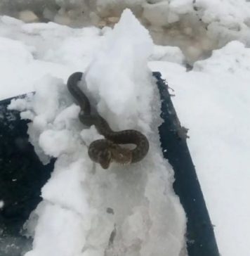 Zmija vidjena u snijegu- Sada narodno vjerovanje kaze da je to JAKO LOS ZNAK! Budite spremni Zmija vidjena u snijegu- Sada narodno vjerovanje kaze da je to JAKO LOS ZNAK! Budite spremni - featured image