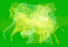 TEST: Prva životinja koju ugledate otkriva kakvu osobnost imate! TEST: Prva životinja koju ugledate otkriva kakvu osobnost imate! - featured image