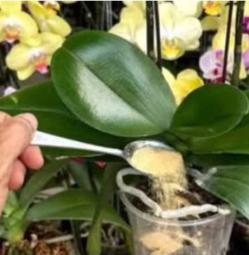 1 kašičica direktno u saksiju i 0RHIDEJA cvjeta gotovo BEZ PRESTANAKA: Nema plijesni, nema b0lesti i imam 5 puta više cvjetova! 1 kašičica direktno u saksiju i 0RHIDEJA cvjeta gotovo BEZ PRESTANAKA: Nema plijesni, nema b0lesti i imam 5 puta više cvjetova! - featured image