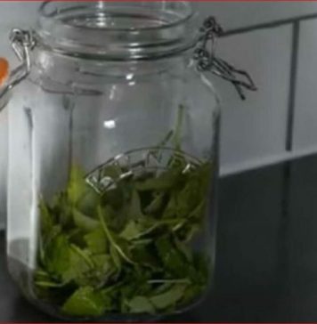 ČAJ OD OVE BILJKE SE PIJE PRED SPAVANJE: Uspavaće vas kao malu bebu i obrisati nervozu u sekundi – morate probati ČAJ OD OVE BILJKE SE PIJE PRED SPAVANJE: Uspavaće vas kao malu bebu i obrisati nervozu u sekundi – morate probati - featured image