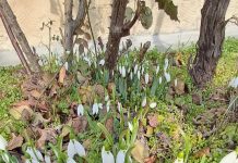 Šta znači ako visibabe procvetaju pre kraja februara? Bašte su ih pune, evo šta priroda poručuje i zašto treba da se zabrinemo