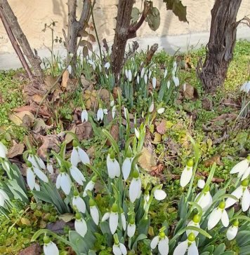 Šta znači ako visibabe procvetaju pre kraja februara? Bašte su ih pune, evo šta priroda poručuje i zašto treba da se zabrinemo