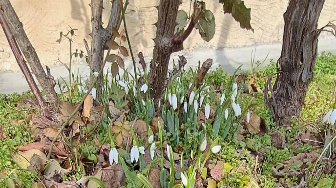 Šta znači ako visibabe procvetaju pre kraja februara? Bašte su ih pune, evo šta priroda poručuje i zašto treba da se zabrinemo
