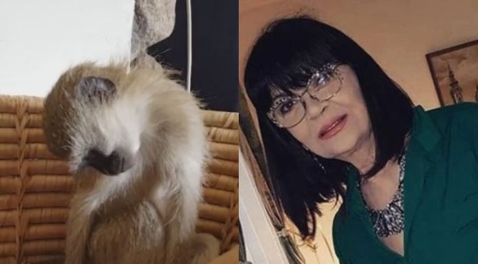 Nada Obrić živela sa majmunom, hranila ga, sa sobom vodila: Nije ni slutila šta će je te večeri snaći u podrumu – igrala se sa đav0lom, koštao je života Nada Obrić živela sa majmunom, hranila ga, sa sobom vodila: Nije ni slutila šta će je te večeri snaći u podrumu – igrala se sa đav0lom, koštao je života - featured image