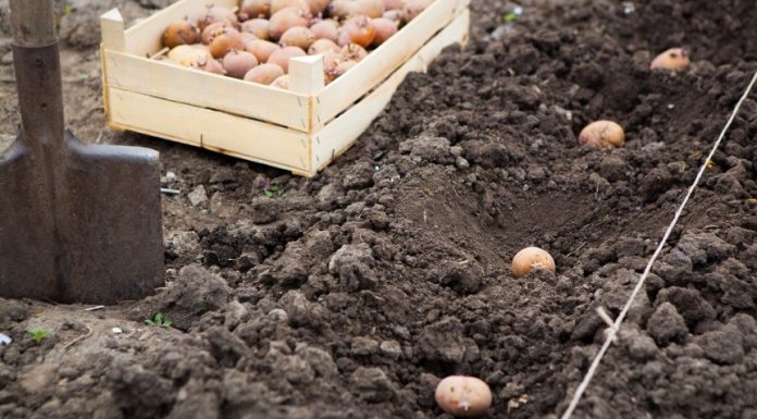 Vreme je za baštu: Evo koje povrće lagano možete zasaditi u februaru. Zavrnite rukave!