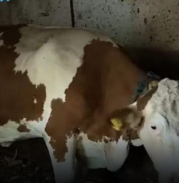 “Ovo se nije ranije desilo”: Čudo potreslo Srbiju: Krava Beba šokirala sve “Ovo se nije ranije desilo”: Čudo potreslo Srbiju: Krava Beba šokirala sve - featured image