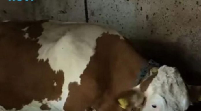 “Ovo se nije ranije desilo”: Čudo potreslo Srbiju: Krava Beba šokirala sve “Ovo se nije ranije desilo”: Čudo potreslo Srbiju: Krava Beba šokirala sve - featured image