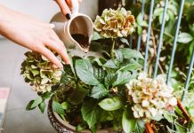 Koje biljke treba đubriti socom od kafe? Ovih 5 prelepih vrsta buja od taloga, ali samo ako ga koristite pravilno Koje biljke treba đubriti socom od kafe? Ovih 5 prelepih vrsta buja od taloga, ali samo ako ga koristite pravilno - featured image