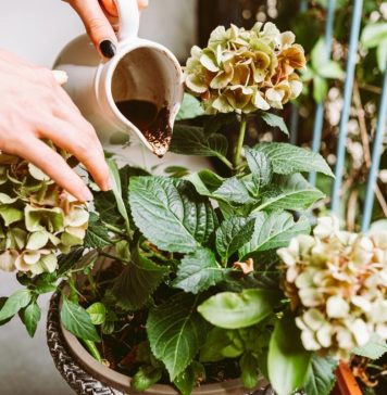 Koje biljke treba đubriti socom od kafe? Ovih 5 prelepih vrsta buja od taloga, ali samo ako ga koristite pravilno Koje biljke treba đubriti socom od kafe? Ovih 5 prelepih vrsta buja od taloga, ali samo ako ga koristite pravilno - featured image