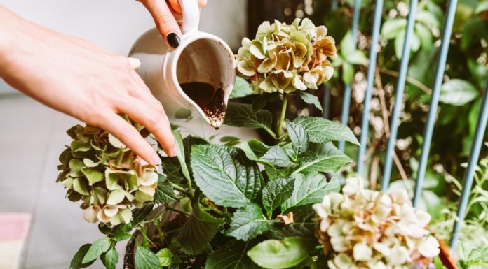 Koje biljke treba đubriti socom od kafe? Ovih 5 prelepih vrsta buja od taloga, ali samo ako ga koristite pravilno Koje biljke treba đubriti socom od kafe? Ovih 5 prelepih vrsta buja od taloga, ali samo ako ga koristite pravilno - featured image