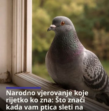 Narodno vjerovanje koje rijetko ko zna: Što znači kada vam ptica sleti na prozor ili pokuca na staklo Narodno vjerovanje koje rijetko ko zna: Što znači kada vam ptica sleti na prozor ili pokuca na staklo - featured image