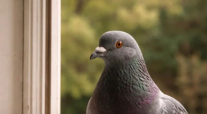Narodno vjerovanje koje rijetko ko zna: Što znači kada vam ptica sleti na prozor ili pokuca na staklo Narodno vjerovanje koje rijetko ko zna: Što znači kada vam ptica sleti na prozor ili pokuca na staklo - featured image
