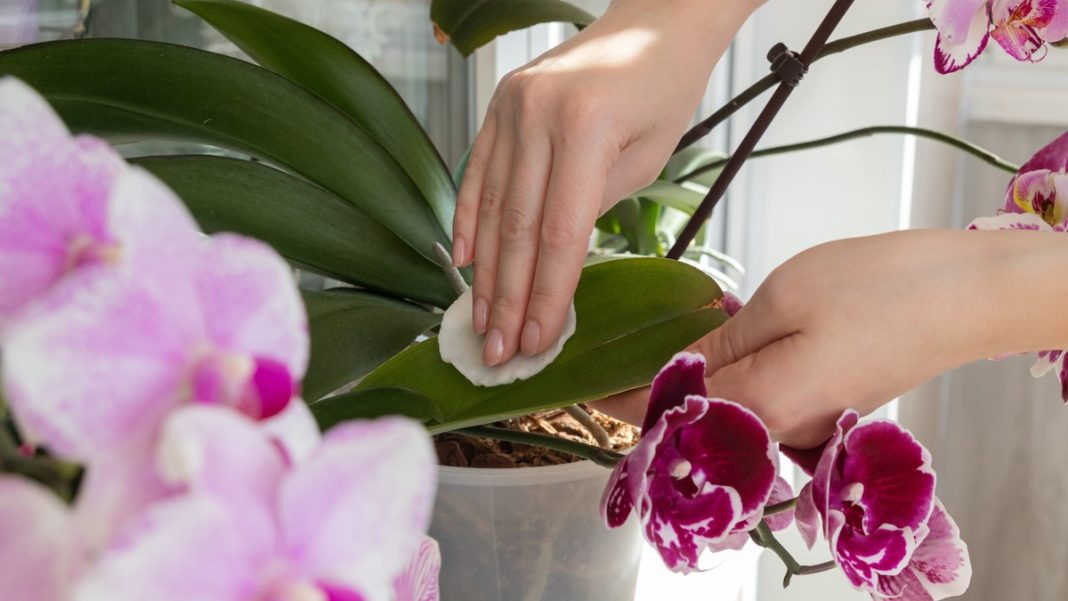 Uz običan DOMAĆI RASTVOR orhideja će cvetati kao nikada pre: Zalivajte je vodom u koju ste dodali ovo povrće - featured image
