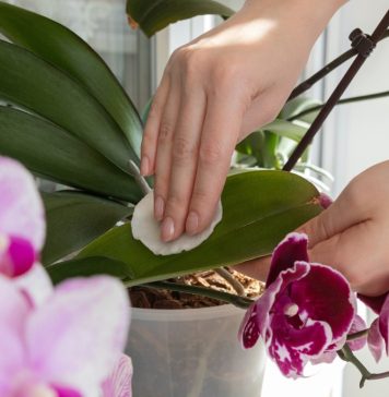 Uz običan DOMAĆI RASTVOR orhideja će cvetati kao nikada pre: Zalivajte je vodom u koju ste dodali ovo povrće Uz običan DOMAĆI RASTVOR orhideja će cvetati kao nikada pre: Zalivajte je vodom u koju ste dodali ovo povrće - featured image