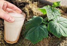 Dovoljno je uliti 1 litru pod svaku biljku i one će roditi kao lude: SKUPLJAM 30 KANTI KRASTAVACA IZ JEDNOG GRMA! Dovoljno je uliti 1 litru pod svaku biljku i one će roditi kao lude: SKUPLJAM 30 KANTI KRASTAVACA IZ JEDNOG GRMA! - featured image