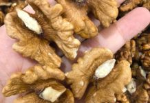 Doktori otkrivaju da jedenje oraha uzrokuje… Doktori otkrivaju da jedenje oraha uzrokuje… - featured image