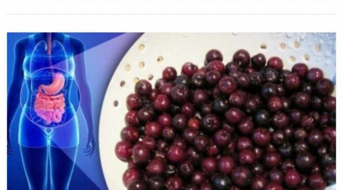 ZA OVO VOĆE KAŽU DA JE NAJZDRAVIJE NA SVIJETU: ubija ćelije raka, viruse i usporava starenje! (FOTO) ZA OVO VOĆE KAŽU DA JE NAJZDRAVIJE NA SVIJETU: ubija ćelije raka, viruse i usporava starenje! (FOTO) - featured image