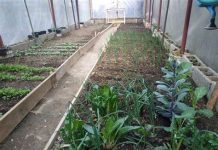 Pripremite baštu za proljeće: 6 saveta za uređenje – evo od čega treba početi Pripremite baštu za proljeće: 6 saveta za uređenje – evo od čega treba početi - featured image