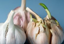 Sa najobičnijom kutijom za jaja – otkrio je trik za sadnju belog luka i raspametio ljude (VIDEO)