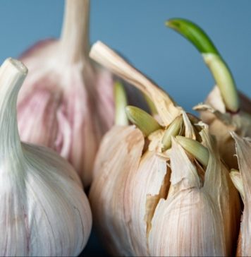 Sa najobičnijom kutijom za jaja – otkrio je trik za sadnju belog luka i raspametio ljude (VIDEO)