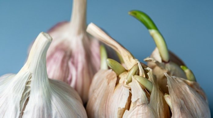 Sa najobičnijom kutijom za jaja – otkrio je trik za sadnju belog luka i raspametio ljude (VIDEO)