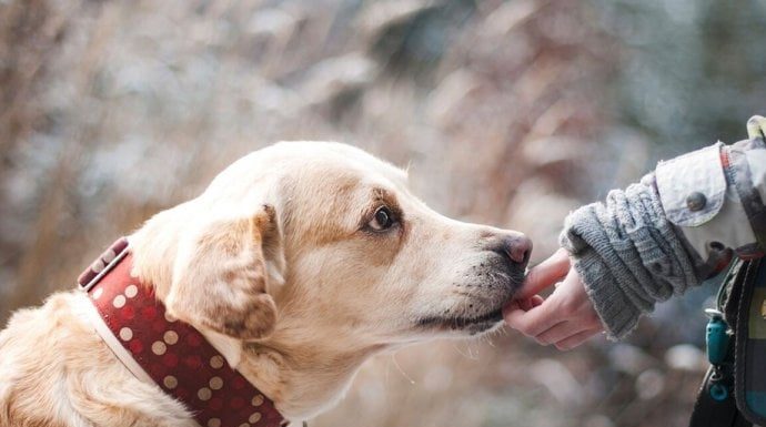 Šta znači ako vam pas liže ruku: Mnogi misle da tako iskazuje ljubav, ali to je velika greška , evo šta time poručuje Šta znači ako vam pas liže ruku: Mnogi misle da tako iskazuje ljubav, ali to je velika greška , evo šta time poručuje - featured image