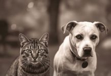 Evo kako životinje primjećuju ono što nama promakne Evo kako životinje primjećuju ono što nama promakne - featured image