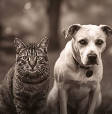 Evo kako životinje primjećuju ono što nama promakne Evo kako životinje primjećuju ono što nama promakne - featured image