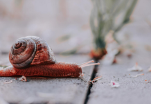 Puževi vam uništavaju cvijeće i povrće? Riješite ih se zauvek uz pomoć 1 sastojka koji već imate u kuhinji