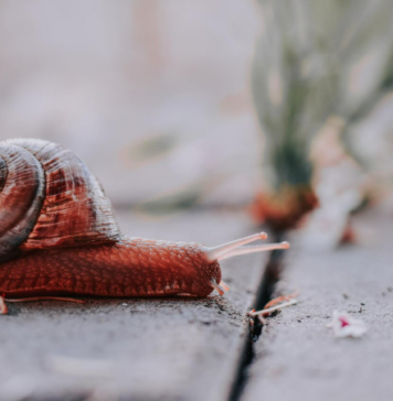 Puževi vam uništavaju cvijeće i povrće? Riješite ih se zauvek uz pomoć 1 sastojka koji već imate u kuhinji