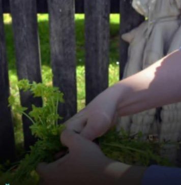 Prije 6. maja obavezno unesite ovu biljku u kuću: Tjera baksuz i privlači sreću Prije 6. maja obavezno unesite ovu biljku u kuću: Tjera baksuz i privlači sreću - featured image