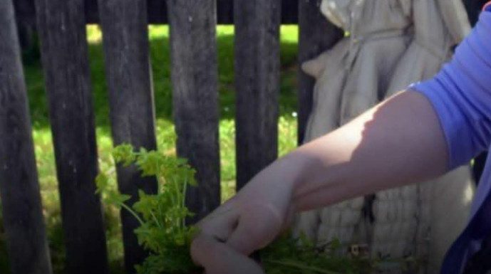 Prije 6. maja obavezno unesite ovu biljku u kuću: Tjera baksuz i privlači sreću Prije 6. maja obavezno unesite ovu biljku u kuću: Tjera baksuz i privlači sreću - featured image