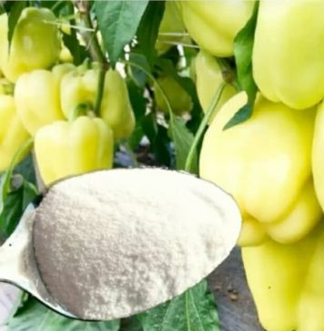 1 žlica za papriku u MAJU i ona ODMAH raste, oživljava i rađa 5 PUTA više: To je vrlo važan korak! 1 žlica za papriku u MAJU i ona ODMAH raste, oživljava i rađa 5 PUTA više: To je vrlo važan korak! - featured image