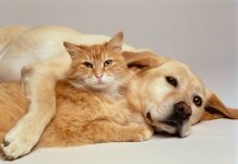 Mačke osjete kad vam dolazi bolest, a psi kad vam dolazi loša osoba: Evo kako životinje skeniraju energiju Mačke osjete kad vam dolazi bolest, a psi kad vam dolazi loša osoba: Evo kako životinje skeniraju energiju - featured image