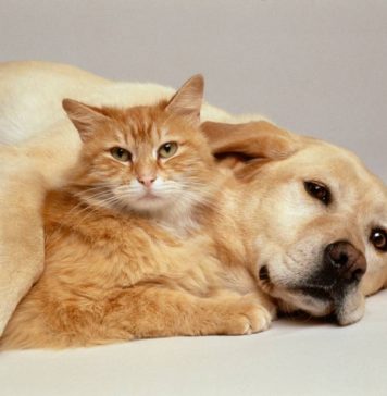 Mačke osjete kad vam dolazi bolest, a psi kad vam dolazi loša osoba: Evo kako životinje skeniraju energiju Mačke osjete kad vam dolazi bolest, a psi kad vam dolazi loša osoba: Evo kako životinje skeniraju energiju - featured image