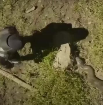 ČOVEK DOZVOLIO DA GA PROGUTA OGROMNA ZMIJA: Obukao specijalno odelo, a onda su stvari BRZO KRENULE PO ZLU (VIDEO)