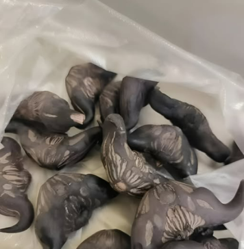 Strani susjedi su mi dali ovo i poželjeli mi „prijatno“, ali bilo je nešto tvrdo i uopće nije ličilo na hranu, više kao jaje.