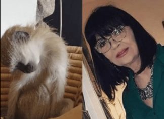 Nada Obrić živela sa majmunom, hranila ga, sa sobom vodila: Nije ni slutila šta će je te večeri snaći u podrumu Nada Obrić živela sa majmunom, hranila ga, sa sobom vodila: Nije ni slutila šta će je te večeri snaći u podrumu - featured image