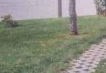 Fotka jedne šetnice iz Srbije danima kruži regijom, odmah će vam biti jasno zašto je hit