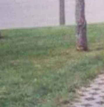Fotka jedne šetnice iz Srbije danima kruži regijom, odmah će vam biti jasno zašto je hit