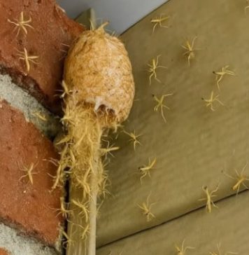 Izašao sam na trijem i vidio kako zid… oživljava! Stotine sitnih stvorenja izašlo je iz svoje tajanstvene čahure ravno pred mojim vratima! Izašao sam na trijem i vidio kako zid… oživljava! Stotine sitnih stvorenja izašlo je iz svoje tajanstvene čahure ravno pred mojim vratima! - featured image