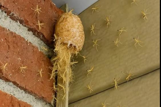 Izašao sam na trijem i vidio kako zid… oživljava! Stotine sitnih stvorenja izašlo je iz svoje tajanstvene čahure ravno pred mojim vratima! - featured image Izašao sam na trijem i vidio kako zid… oživljava! Stotine sitnih stvorenja izašlo je iz svoje tajanstvene čahure ravno pred mojim vratima! - featured image