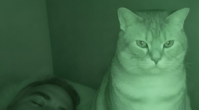 Nisam razumela zašto nas mačka svake noći posmatra mene i mog muža dok spavamo. Nisam razumela zašto nas mačka svake noći posmatra mene i mog muža dok spavamo. - featured image