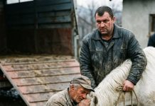 Prodao konja mesaru da plati dugove: Susret posle 5 godina ledi krv u žilama Prodao konja mesaru da plati dugove: Susret posle 5 godina ledi krv u žilama - featured image