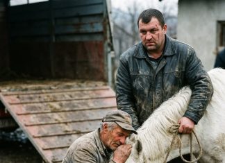 Prodao konja mesaru da plati dugove: Susret posle 5 godina ledi krv u žilama Prodao konja mesaru da plati dugove: Susret posle 5 godina ledi krv u žilama - featured image